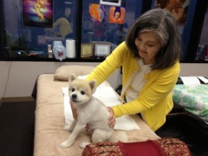 Reiki Healing on pets